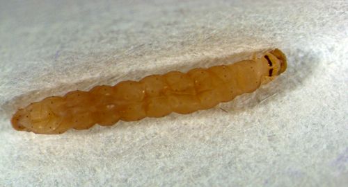 Фото: пресс-служба ФГБУ «ЦОК АПК»